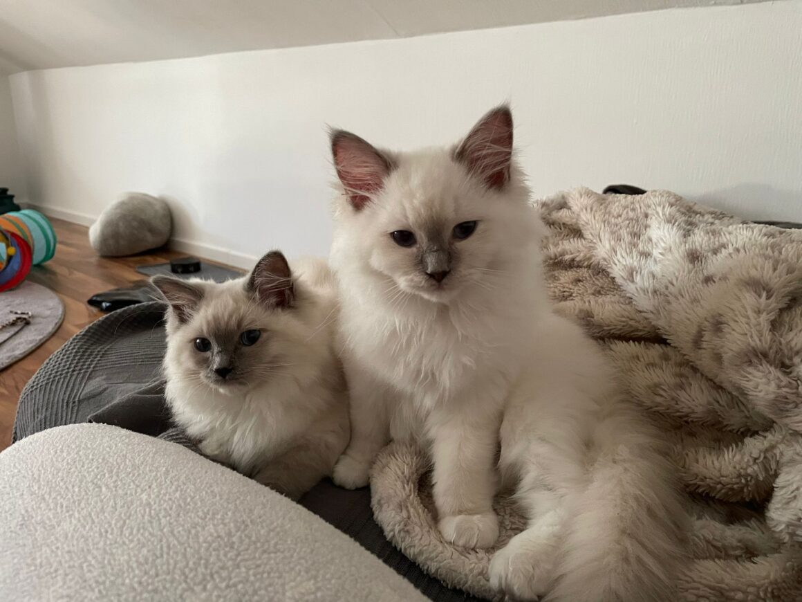 Friends of Flow (FoF) #04: Tschenzo99 – zwischen Logistik, Naruto und ruhigen Streams 10 Tschenzos Katzen