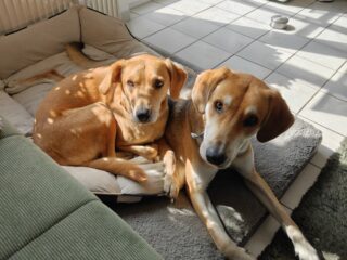 0llie666, Friends of Flow, Retro Gaming, Twitch, LAN-Party, Streamer Interview, Community, Insert Heart 9 Hunde von 0llie666: Lando und Clyde
